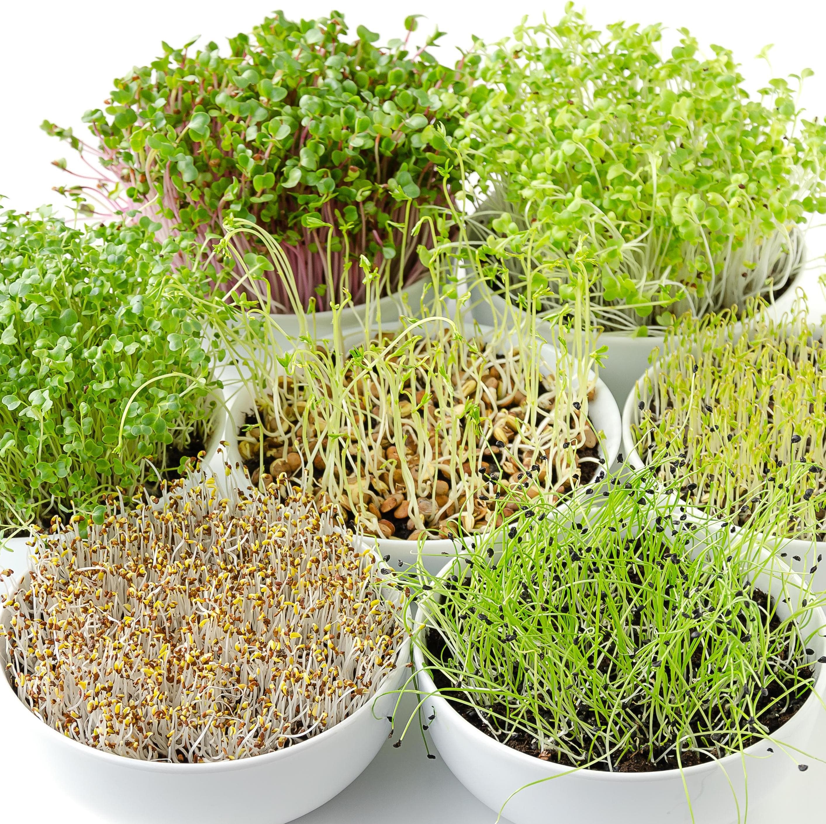 15+ Best Places To Buy Microgreen Seeds Buy Best Microgreen Seeds with Pots - Kitchen Garden Pack online from