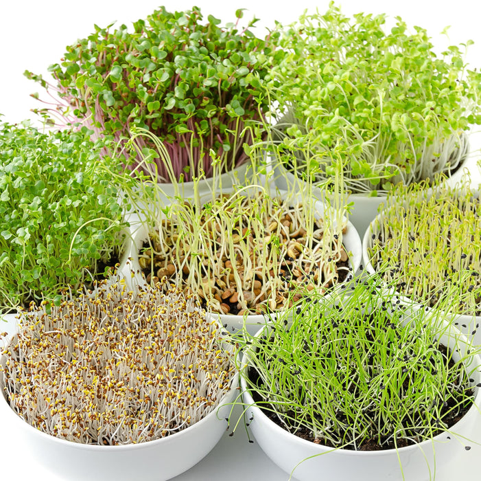 best microgreen seeds with pots - kitchen garden pack