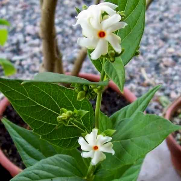 parijat flower seeds Buy Parijat Tree, Parijatak, Night Flowering Jasmine