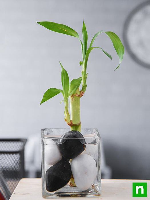 1 lucky bamboo stalk (a symbol of commitment) - plant