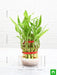 2 layer lucky bamboo plant in a bowl with pebbles - plant