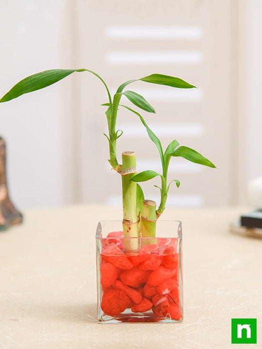 2 lucky bamboo stalks (a symbol of love) - plant