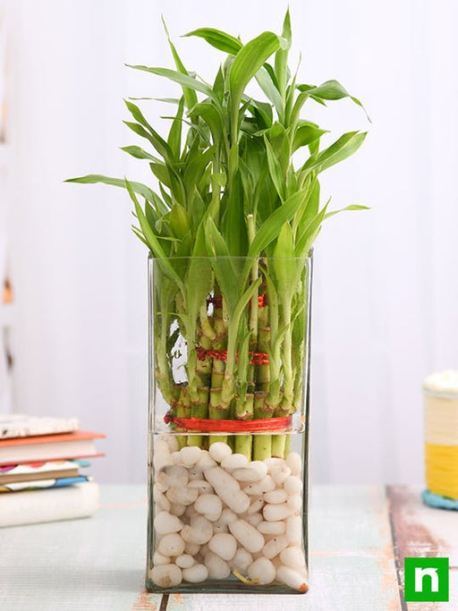 3 layer lucky bamboo in a glass vase with pebbles - plant