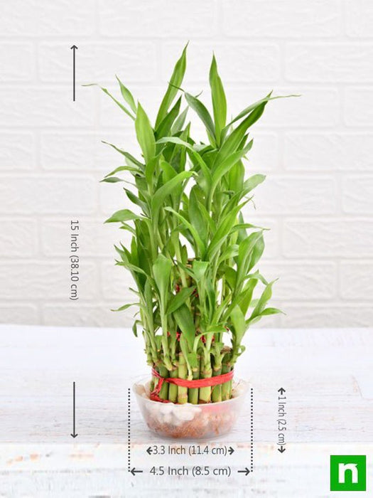 three layer lucky bamboo plant Buy 3 Layer Lucky Bamboo Plant in a Bowl online from Nurserylive at lowest price