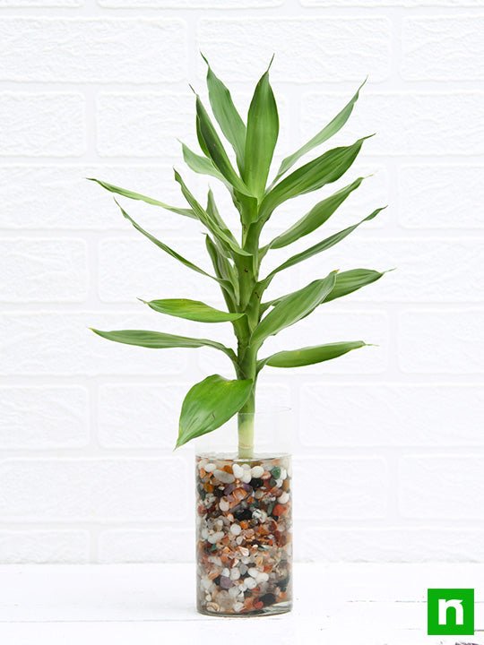 30 cm lotus lucky bamboo plant in a glass vase with pebbles - plant