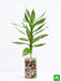 30 cm lotus lucky bamboo plant in a glass vase with pebbles - plant