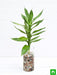 30 cm lotus lucky bamboo plant in a glass vase with pebbles - plant