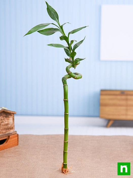 lucky bamboo single stalk Buy 30 cm Spiral Stick Lucky Bamboo Plant online from Nurserylive at lowest price