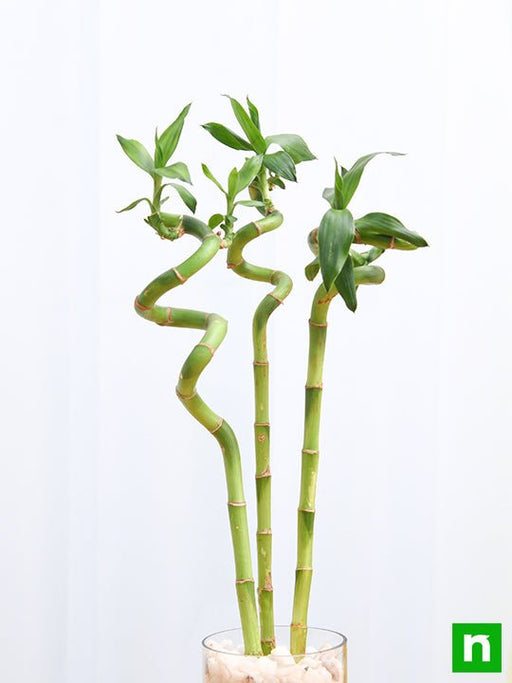 30 cm spiral stick lucky bamboo plant - plant