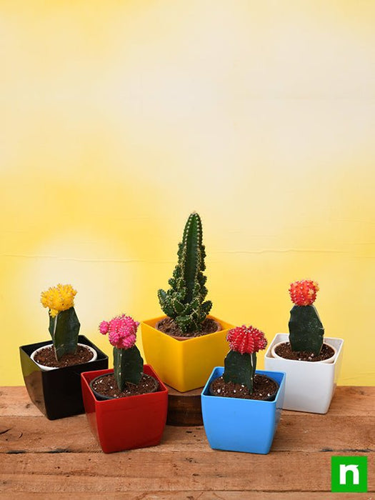5 fortune teller cactus plants pack 