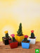 5 fortune teller cactus plants pack 