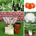 5 seeds to grow vegetables used in chinese recipe 