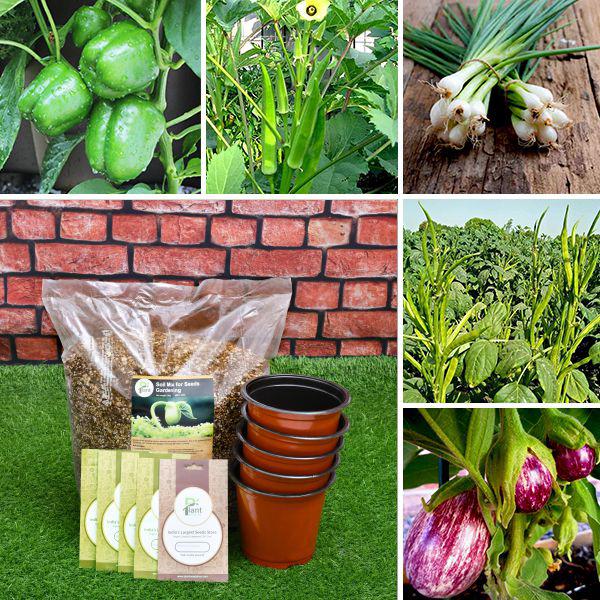 garden seeds india Buy 5 Seeds to Grow Vegetables Used in Indian Recipe