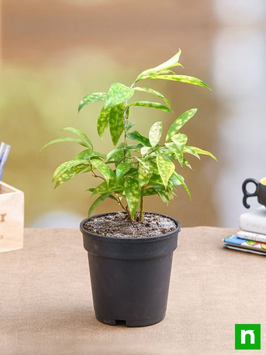 gold dust dracaena propagation Buy Dracaena surculosa Aurea, Golddust Dracaena