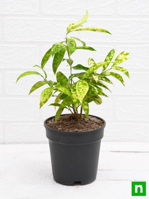 dracaena surculosa benefits Buy Dracaena surculosa Aurea, Golddust Dracaena