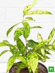 dracaena surculosa aurea - plant