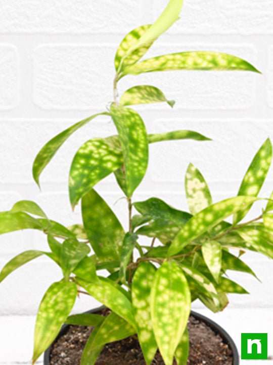 dracaena surculosa aurea - plant