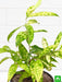 dracaena surculosa aurea - plant