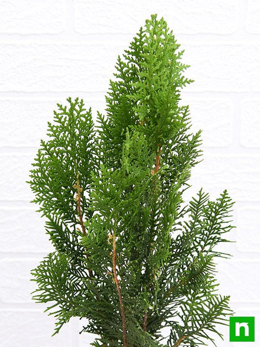 Buy Morpankhi, Thuja Compacta - Plant online from Nurserylive at lowest ...