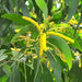 acacia auriculiformis - plant