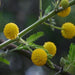 acacia nilotica - plant
