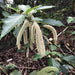 acalypha hispida rubra - plant