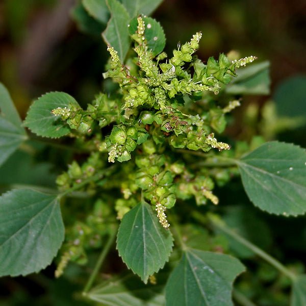 acalypha indica - plant