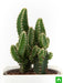 acanthocereus tetragonus - plant