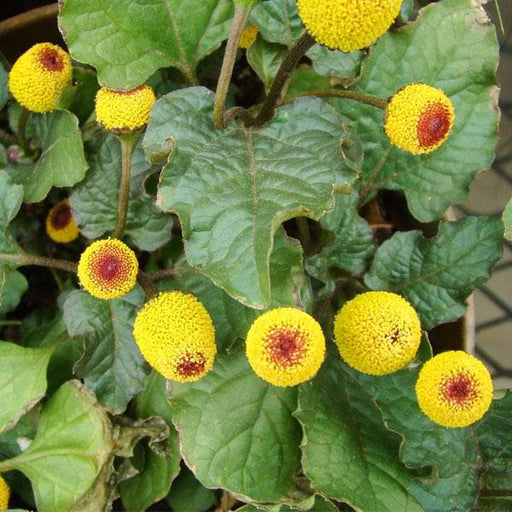 acmella oleracea - plant