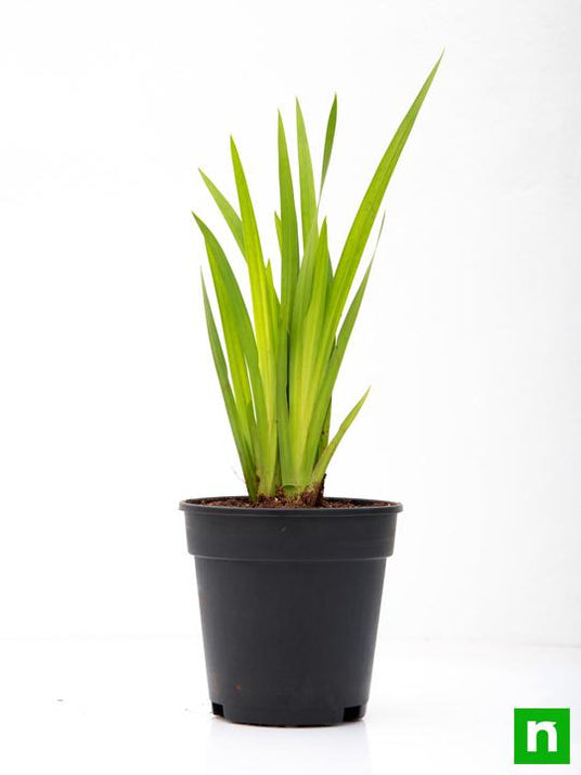 Buy Acorus Calamus, Vekhand - Plant online from Nurserylive at lowest ...