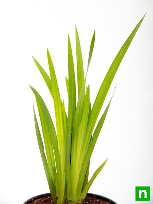 acorus calamus - plant