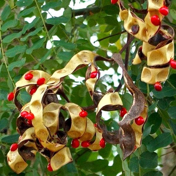 adenanthera pavonina - plant