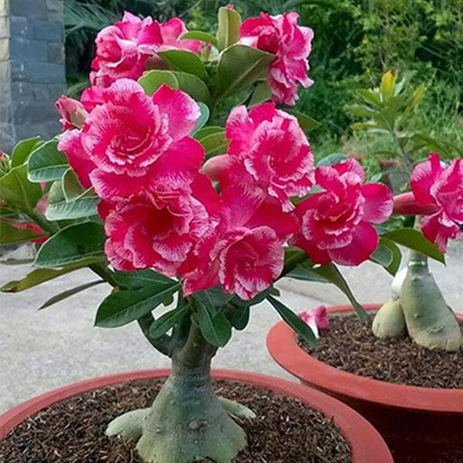 Desert Rose 'Adenium' Trees for Sale
