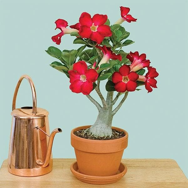 adenium plant indoor or outdoor Buy Adenium Plant, Desert Rose (Red)