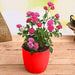 admire true love with miniature pink rose - gift plant