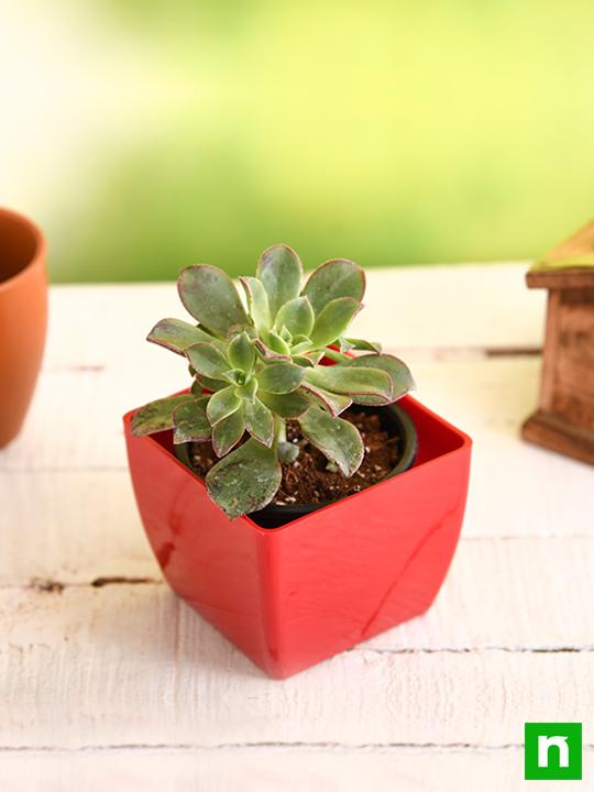 aeonium decorum tricolor - plant