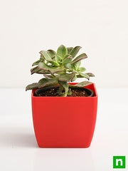 aeonium decorum tricolor - plant