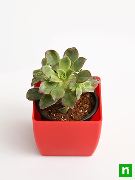 aeonium decorum tricolor - plant