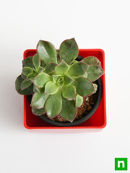 aeonium decorum tricolor - plant