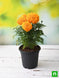 Product image thumbnail 2