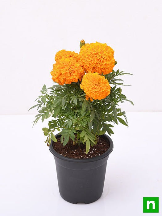 marigold house plant Buy African Marigold (Orange)