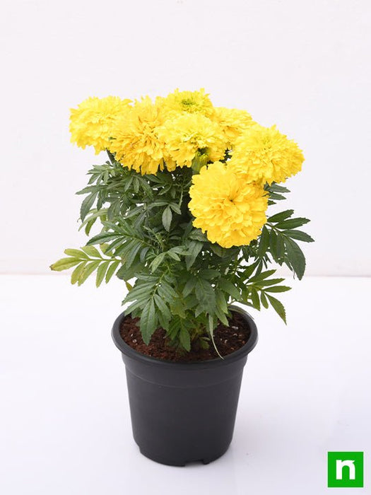 african marigold (yellow) - plant
