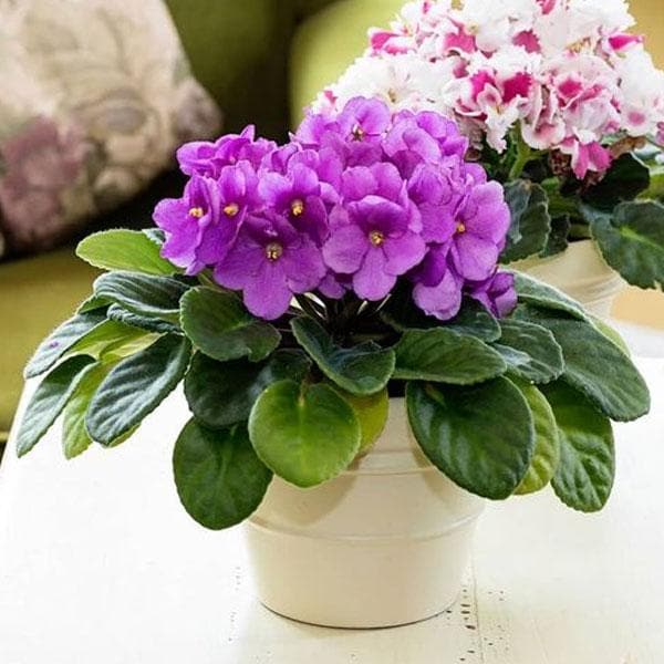 Buy African Violets (Any Color) Plant online from Nurserylive at