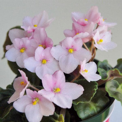 african violets (baby pink) - plant