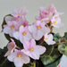 african violets (baby pink) - plant