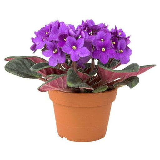 african violets (purple) - plant