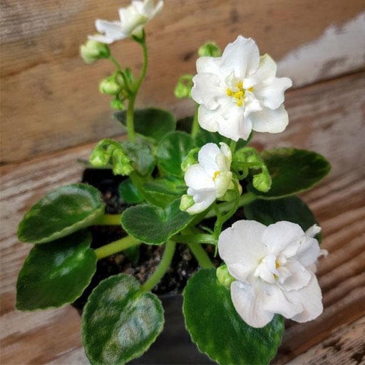 african violets (white) - plant