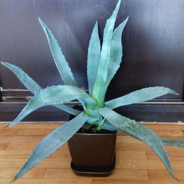 Buy Agave americana, Century Plant