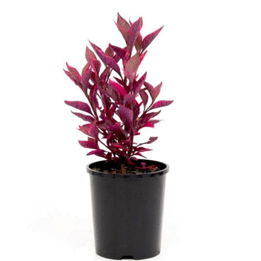 alternanthera (red) - plant