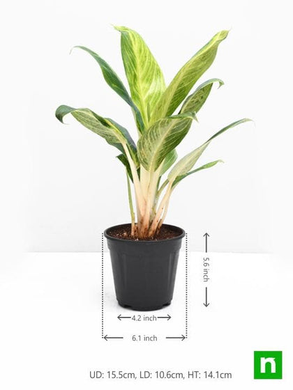 aglaonema brilliant care Buy Aglaonema Brilliant